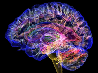 3D同人淫水视频大脑植入物有助于严重头部损伤恢复